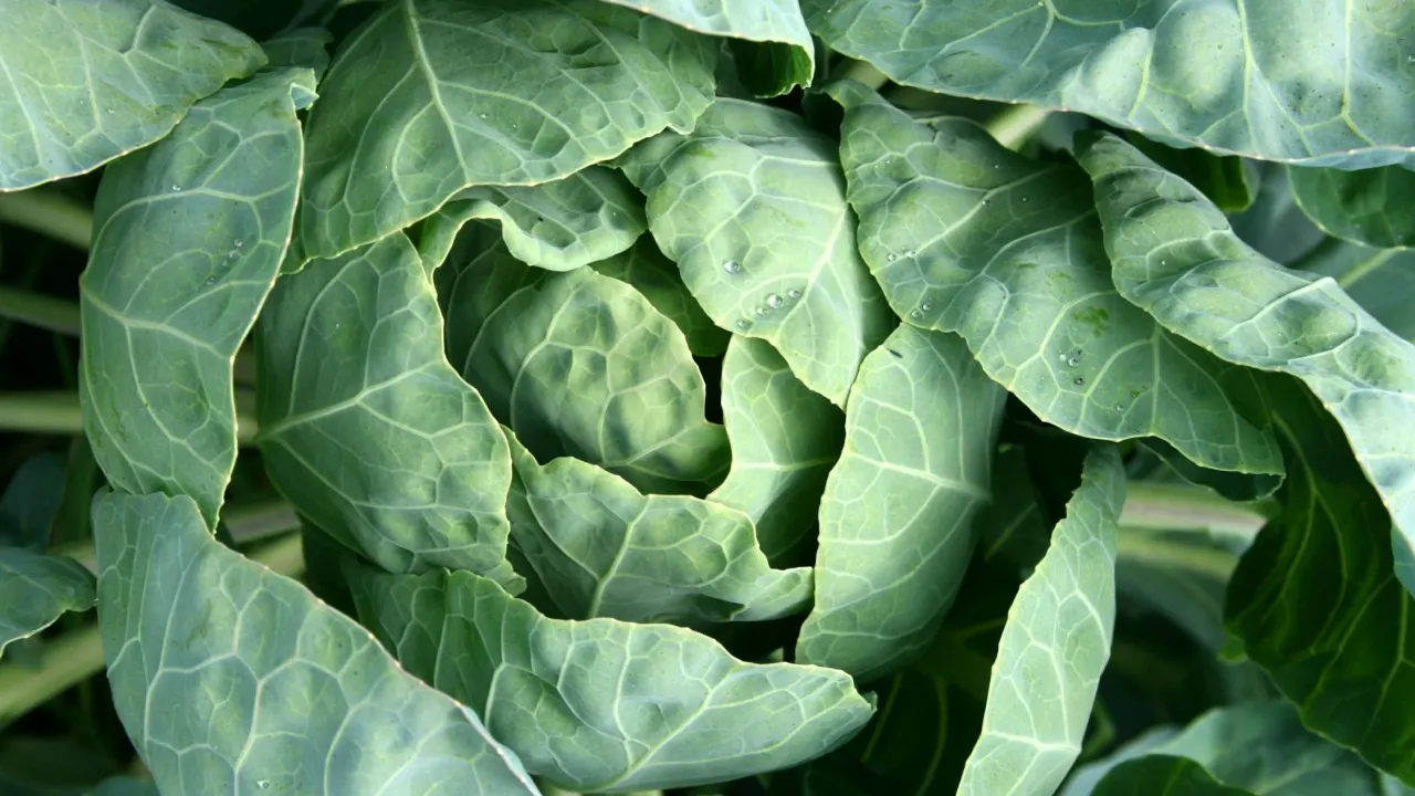 Чим обробити капусту від гусениць: прості рішення для дачників 