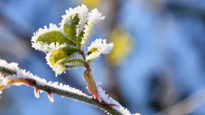 Холодна хвиля не відступає: в Україну ще не поспішає потепління — синоптики попереджають про нічні заморозки - фото