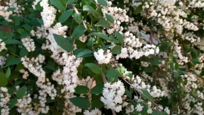 Неймовірно рясно квітне і майже не потребує догляду: ідеальний садовий кущ - фото