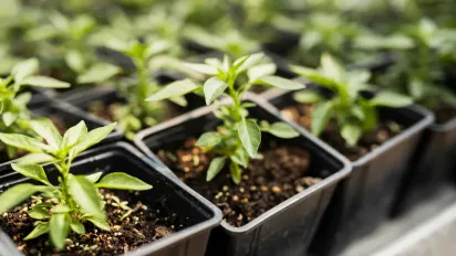 Посадковий календар на травень 2025: коли висаджувати помідори, перець і капусту у відкритий ґрунт - фото