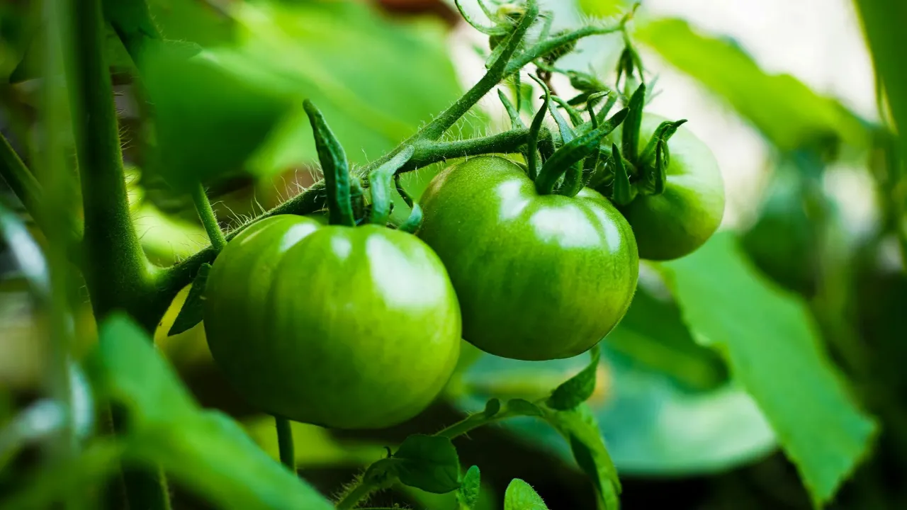 Не ростуть томати: можливо, ви неправильно видаляєте листя 