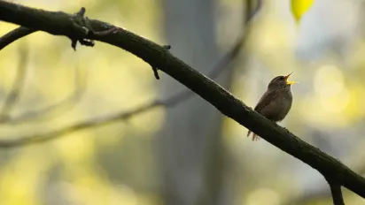 Як 14 травня привертали достаток у дім: народні прикмети - фото