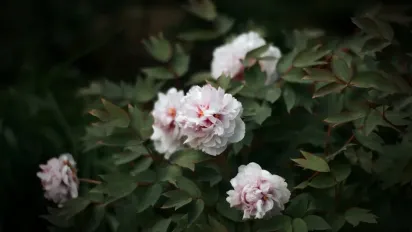 Друге життя для півоній: як змусити старий кущ цвісти як новий - фото