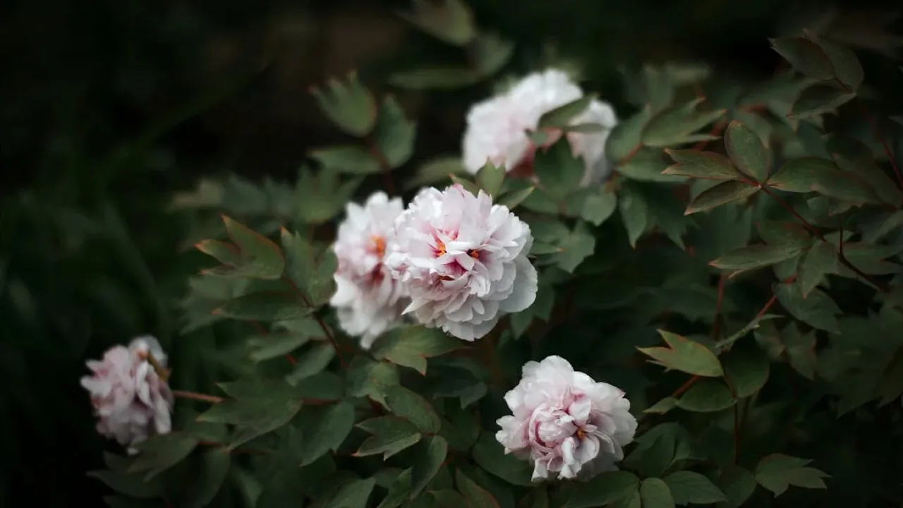 Друге життя для півоній: як змусити старий кущ цвісти як новий 
