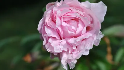 Чи шкідливі мурахи для півоній: садівниця дала точну відповідь - фото