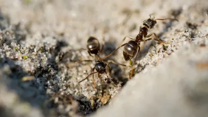 Як позбутися мурах в будинку: простий спосіб - фото