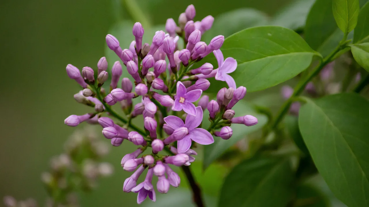 Що їли 15 травня, щоб бути здоровими та багатими: народні прикмети 