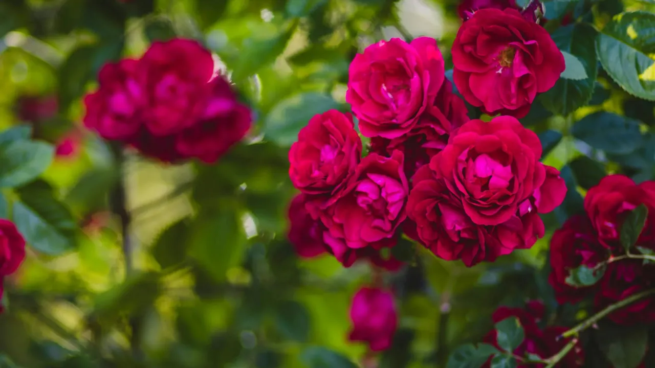 Троянди вибухнуть цвітом: що потрібно зробити навесні, аби вразити сусідів 