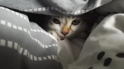 Погода на 16 травня: атмосферний фронт принесе похолодання та опади - фото