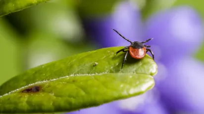 Як позбутися кліщів на ділянці: перевірені народні методи - фото