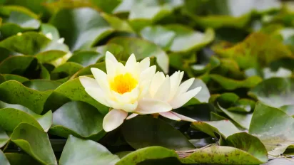 Ці рослини краще тримати подалі від оселі: народні прикмети, що лякають - фото