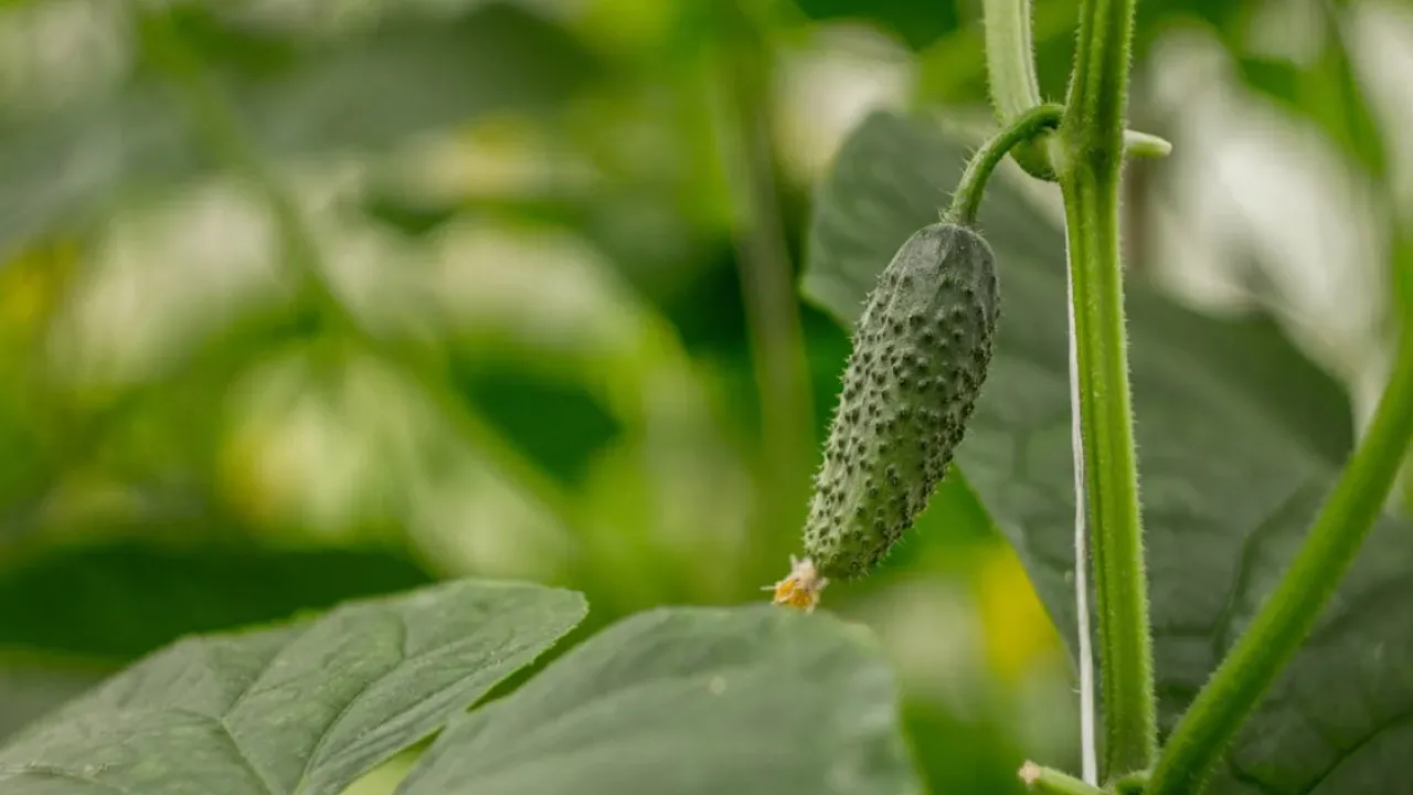 Огірки ростуть гачком: основні причини та способи вирішення 