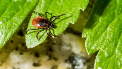 Як вивести кліщів з ділянки: названо найдієвіші методи - фото