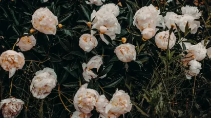 Для розкішного цвіту півоній: засипте під кущ 15 грамів цього засобу - фото