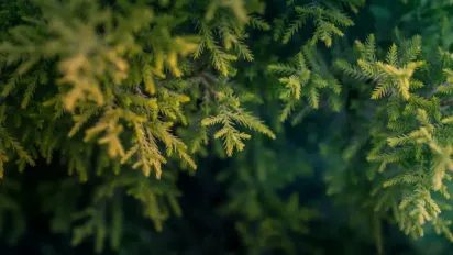 Що робити, якщо туя жовтіє та всихає: рекомендації агрономів для порятунку рослини - фото