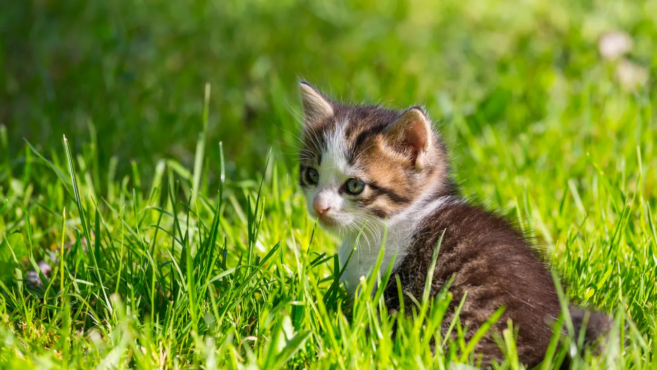 Нарешті тепло: синоптикиня потішила українців прогнозом на найближчі дні 