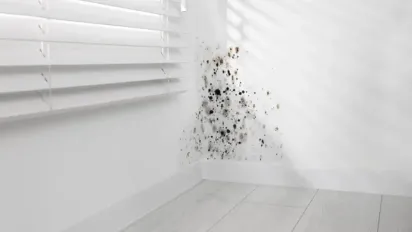 Три копійчані засоби, які врятують ваші стіни від плісняви — перевірено - фото