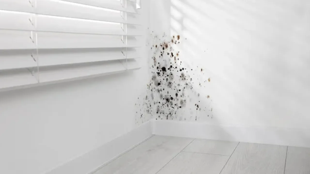 Три копійчані засоби, які врятують ваші стіни від плісняви — перевірено 