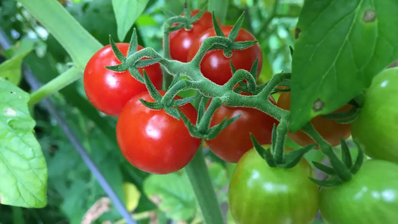 Сонячні опіки: найгірший ворог ваших томатів — і як з ним боротись 