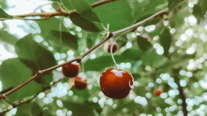 В Україні очікується нестача популярних фруктів: ціни злетять до небес - фото