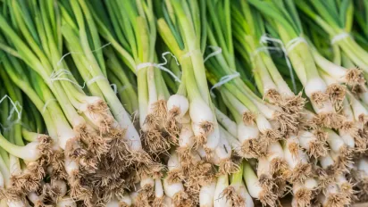 Як посадити цибулю, щоб вона не пустила стрілку: перевірені поради городникам - фото