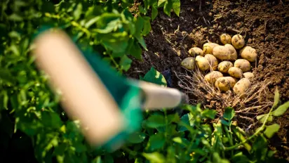 Боїться як вогню: що посадити поруч із картоплею від колорадського жука? - фото