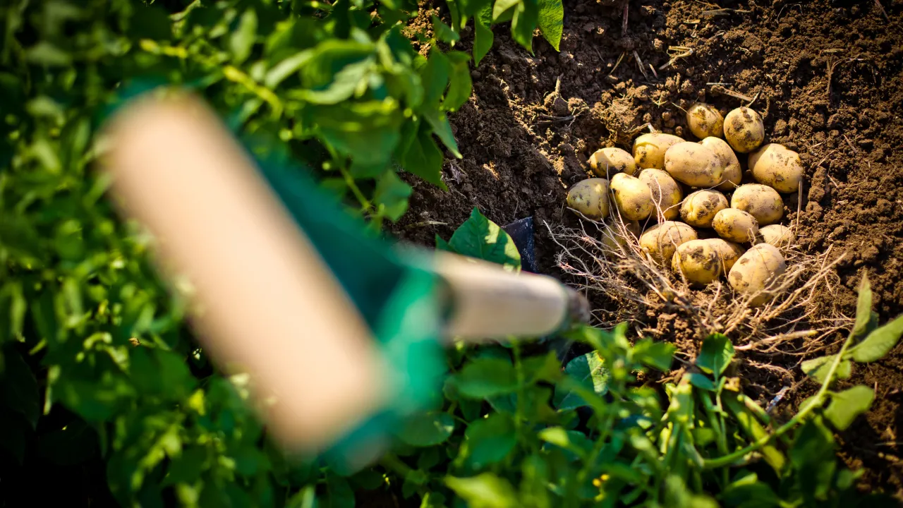 Боїться як вогню: що посадити поруч із картоплею від колорадського жука? 