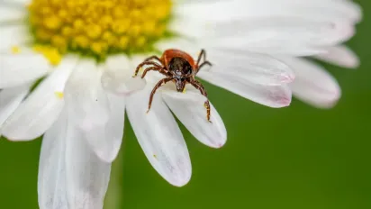 Як зробити ділянку безпечною для дітей і тварин у сезон кліщів - фото