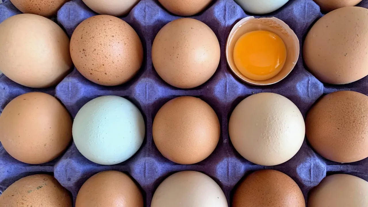Коричневі чи білі курячі яйця: як насправді колір впливає на їхню користь 