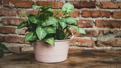 Забудьте про хімію: натуральний спосіб, що рятує вазони від плісняви - фото