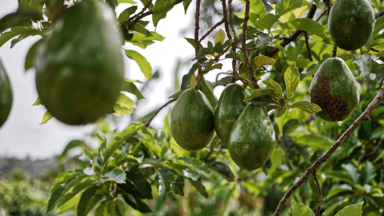 Вирощування авокадо з кісточки: як уникнути помилок 