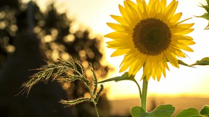 Прогноз погоди на кінець травня 2025 року: дощі, похолодання та ймовірна спека - фото