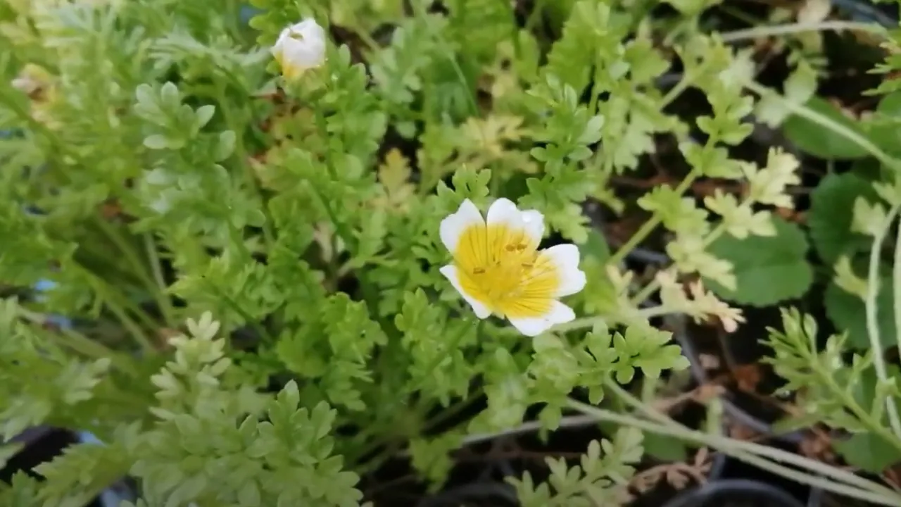 Цвіте ніжно, виглядає вишукано — лімнантес стане родзинкою вашої клумби 