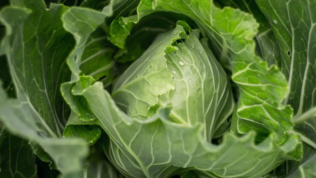 Небажані сусіди для капусти: що не варто вирощувати поряд 