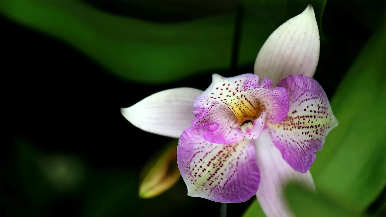 Невидима ознака, що орхідеї тісно: навіть досвідчені квітникарі її часто пропускають 