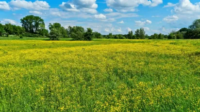 Що розкладали по кутках 21 травня, щоб у дім прийшли гроші та любов: народні прикмети - фото