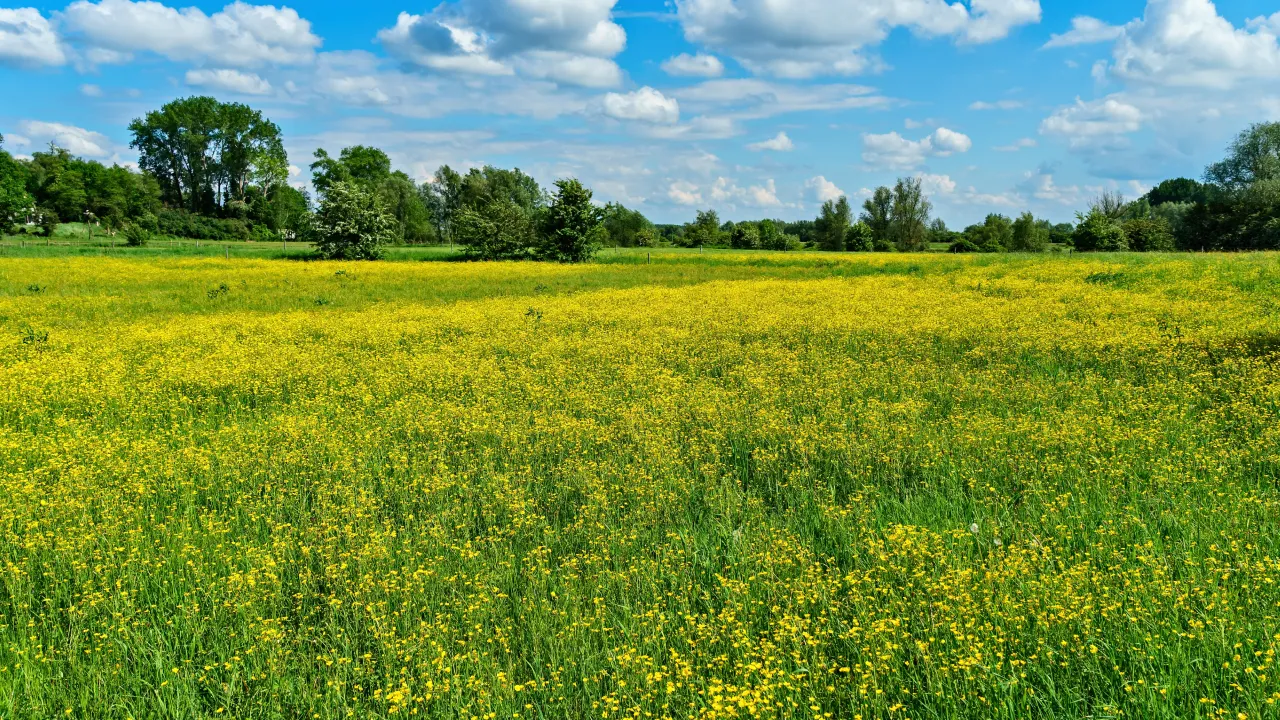 Що розкладали по кутках 21 травня, щоб у дім прийшли гроші та любов: народні прикмети 