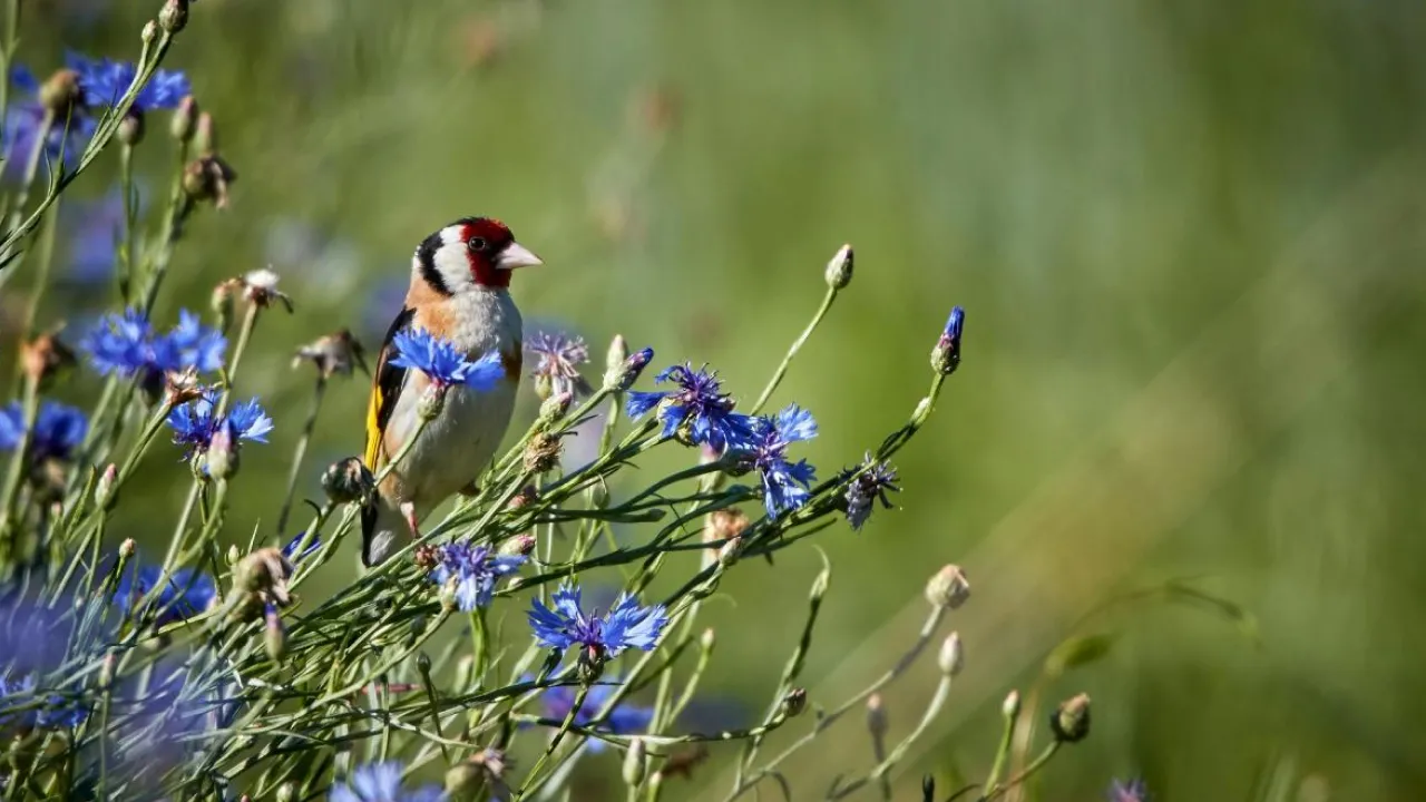 Укргідрометцентр повідомив, коли в Україні нарешті потеплішає 