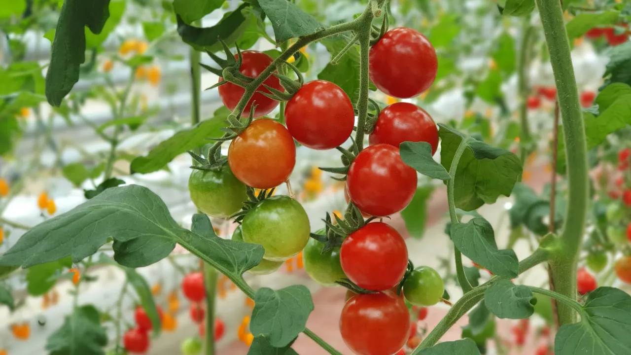 Жовті плями на нижньому листі томатів: як врятувати рослину 