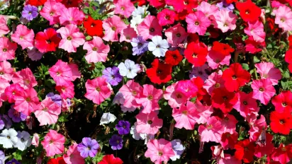 Як правильно обрізати петунії, щоб цвіли до заморозків: поради квітникарів - фото