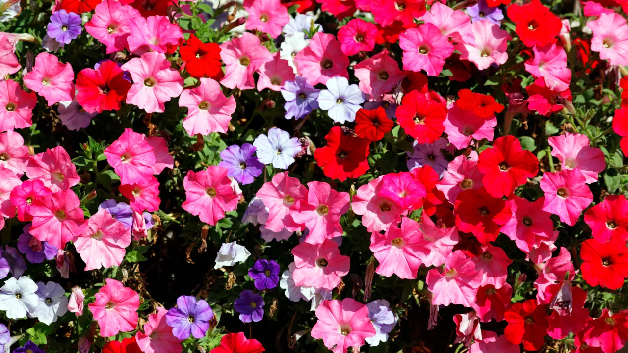 Як правильно обрізати петунії, щоб цвіли до заморозків: поради квітникарів 