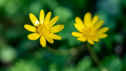 Небезпечна рослина з корисним ефектом: як чистотіл перетворити на захисника городу - фото