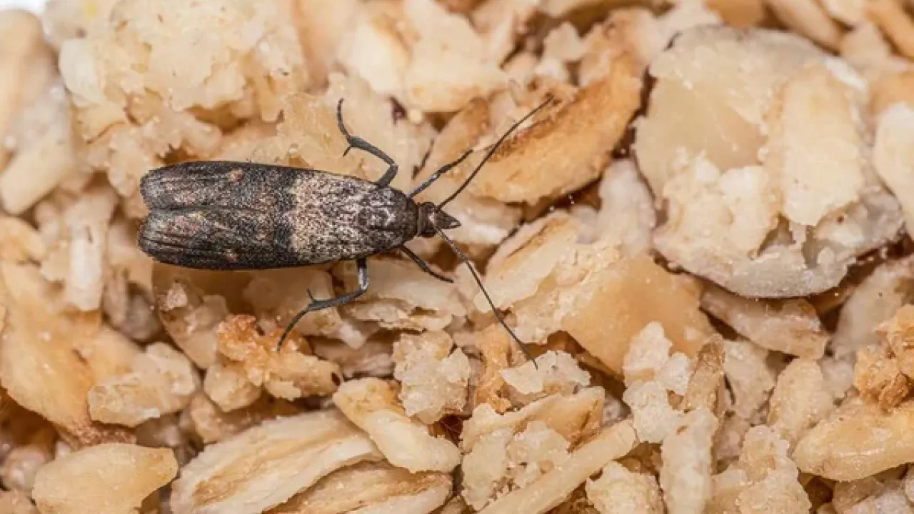 Як позбутися харчової молі назавжди: метод, який працює у всіх 