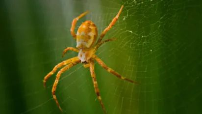 Як позбутися павуків у будинку та квартирі: дієві поради для затишного дому - фото