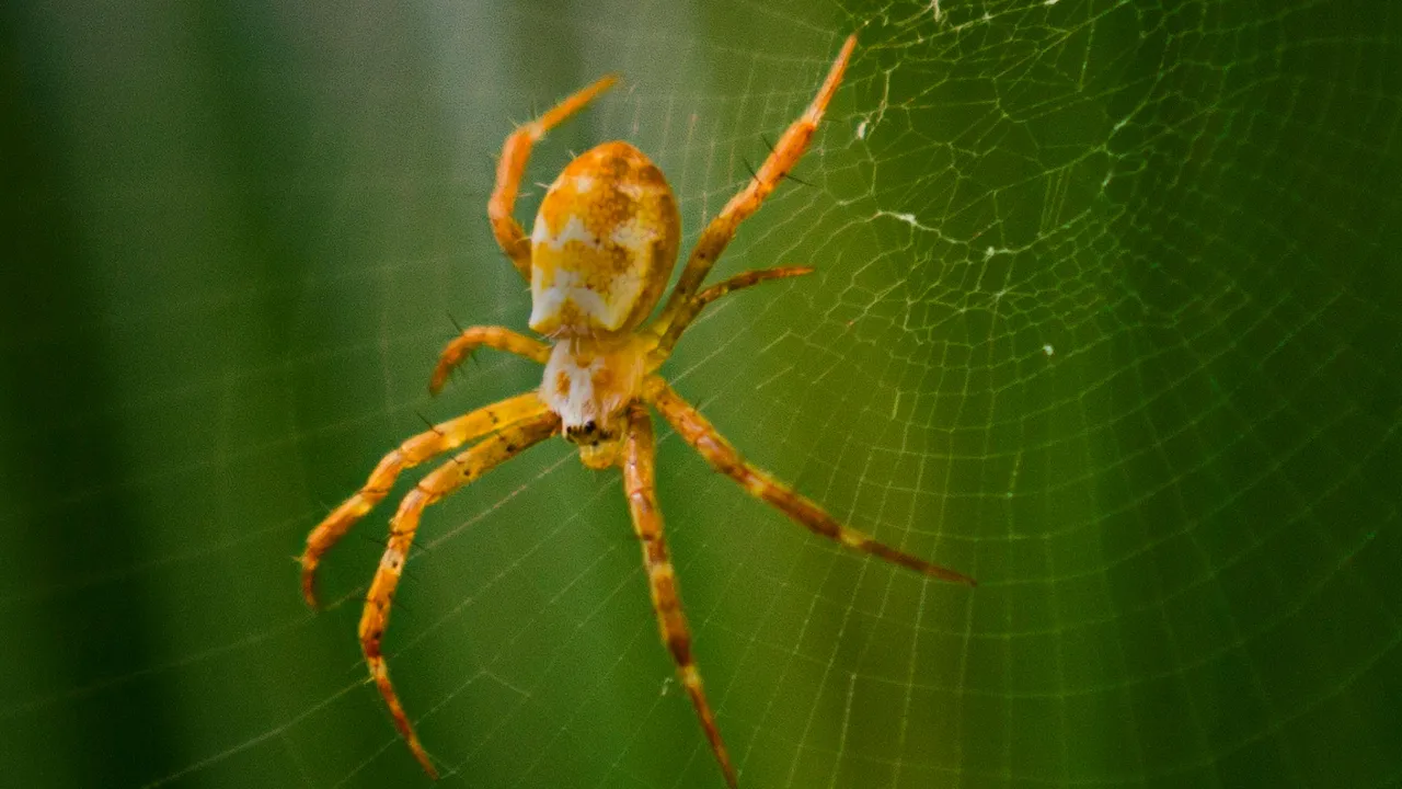 Як позбутися павуків у будинку та квартирі: дієві поради для затишного дому 