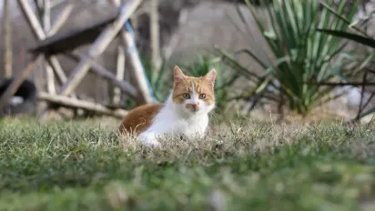 Кота вкусила бджола чи оса: як допомогти та виявити алергію - фото