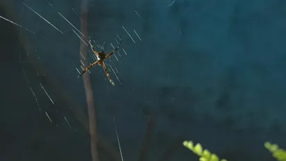 Як позбутися павуків у будинку без хімії: господині поділились перевіреним рецептом - фото