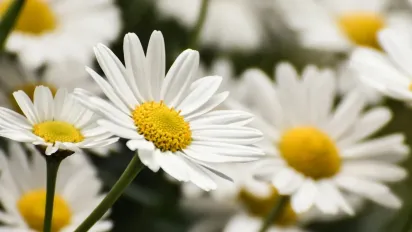 Що треба зробити із гаманцем 23 травня, щоб прогнати бідність: народні прикмети - фото