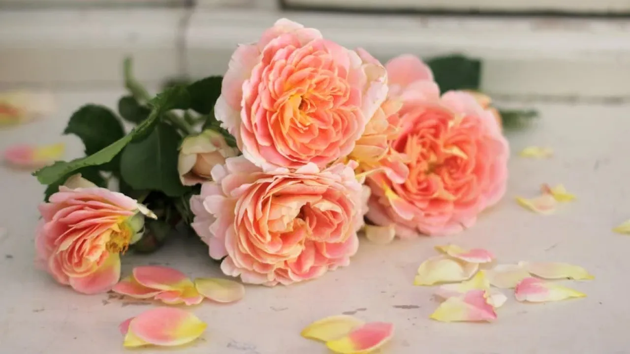 Чому заборонено тримати в будинку букети з сухих квітів 