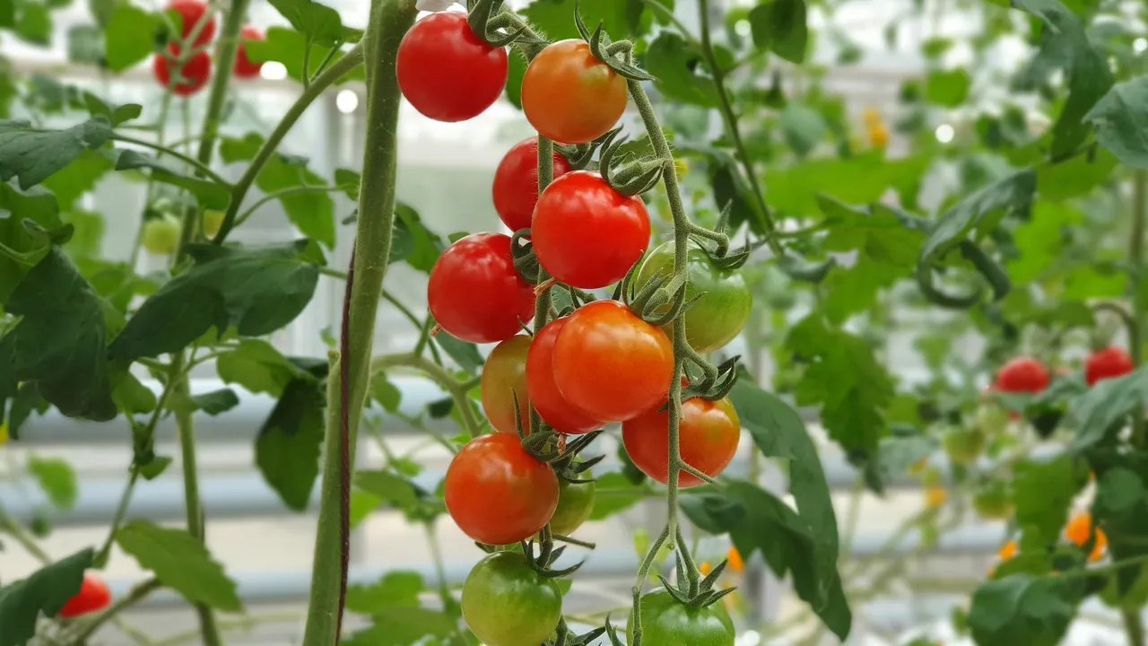 Натуральне органічне добриво для томатів, яке допоможе рослинам краще рости і розвиватися 